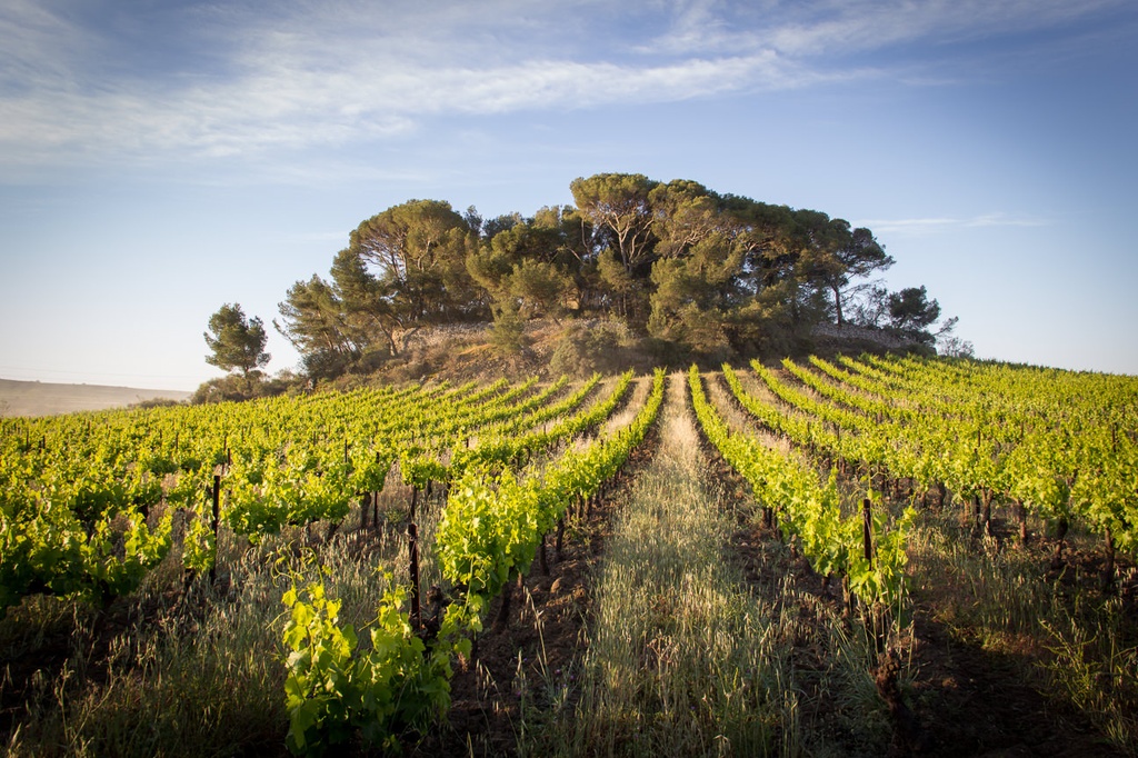 Domaine des Prés Lasses - Castel Viel Blanc Bio / Natuurwijn