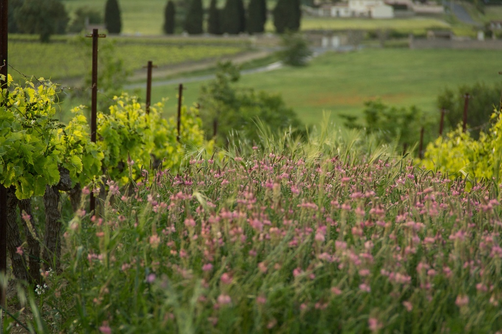 Domaine des Prés Lasses - Amour Rosé Bio / Natuurwijn