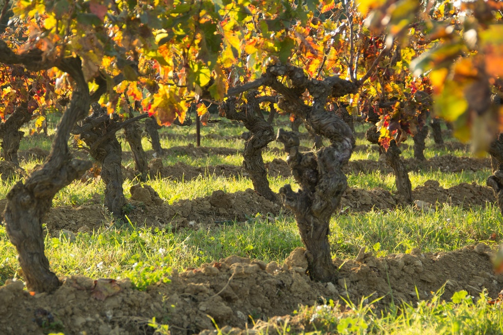 Domaine des Prés Lasses - Chemin de Ronde Rouge Bio / Natuurwijn