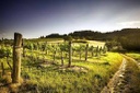Kristinus Kekfrankos Vari Biodynamie / Natuurwijn (non bio)